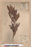 Pasania dodonaeifolia (Hayata) Hayata h_