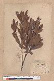 Pasania dodonaeifolia (Hayata) Hayata h_