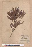 Pasania dodonaeifolia (Hayata) Hayata h_