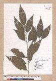 Cinnamomum osmophloeum Kanehira g׮