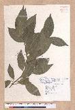 Cinnamomum burmannii (C. G. & Th. Nees) Blume 