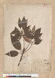 Neolitsea sericea (Blume) Koidz. var. aurata (Hayata) Hatusima sl