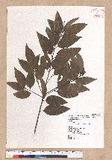 Cinnamomum osmophloeum Kanehira g׮