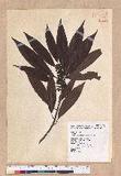 Litsea acuminata (Blume) Kurata l