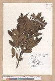 Litsea morrisonensis Hayata ɤsl