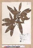 Litsea acuminata (Blume) Kurata l