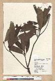 Machilus zuihoensis Hayata var. mushaensis (Lu) Y. C. Liu C()