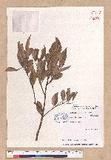 Cinnamomum subavenium Miq. Ӹ()