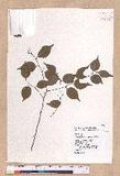 Lindera aggregata (Sims) Kosterm. ѻOQ
