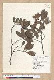 Machilus obovatifolia (Hayata) Kanehira & Sasaki ˧Z
