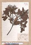 Cinnamomum randaiense Hayata 