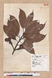 Pasania harlandii (Hance) Oersted u_