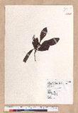 Lindera erythrocarpa Makino Kv(G)