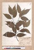 Cinnamomum osmophloeum Kanehira g׮