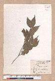 Cinnamomum osmophloeum Kanehira g׮