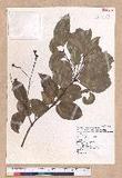 Cinnamomum zeylanicum Nees (׮)