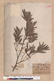 Quercus bambusifolia Hance