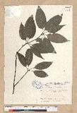Neolitsea parvigemma (Hayata) Kanehira & Sasaki p޷sl