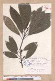Litsea acuminata (Blume) Kurata l