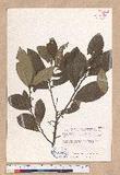 Litsea akoensis Hayata var. chitouchiaoensis Liao Yl
