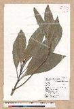 Machilus japonica Siebold et Zucc. var. kusanoi (Hayata) Liao j
