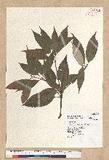 Neolitsea sericea (Blume) Koidz. շsl
