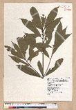 Litsea elongata (Wall. ex Nees) Benth. et Hook. f. var. mushaensis (Hayata) J. C. Liao l