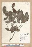 Neolitsea hiiranensis Liu & Liao nssl