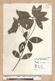 Neolitsea parvigemma (Hayata) Kanehira & Sasaki p޷sl