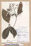 Machilus zuihoensis Hayata var. mushaensis (Lu) Y. C. Liu C()