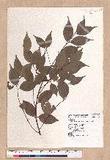 Cinnamomum brevipedunculatum C. E. Chang p