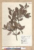 Neolitsea buisanensis Yamamoto & Kamikoti Z¤ssl