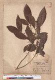 Litsea akoensis Hayata ̪Fl