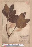 Litsea akoensis Hayata ̪Fl