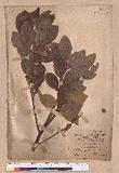 Litsea akoensis Hayata ̪Fl