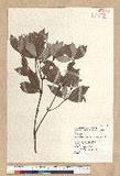 Neolitsea buisanensis Yamamoto & Kamikoti Z¤ssl