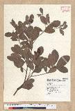 Machilus obovatifolia (Hayata) Kanehira & Sasaki ˧Z