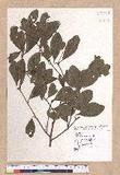 Cinnamomum reticulatum Hayata g