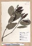 Machilus japonica Siebold et Zucc. var. kusanoi (Hayata) Liao j