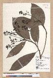 Machilus japonica Siebold et Zucc. var. kusanoi (Hayata) Liao j