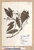 Machilus japonica Siebold et Zucc. var. kusanoi (Hayata) Liao j