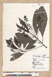 Machilus japonica Siebold et Zucc. var. kusanoi (Hayata) Liao j
