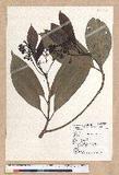 Machilus japonica Siebold et Zucc. var. kusanoi (Hayata) Liao j