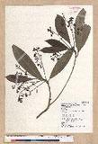 Machilus japonica Siebold et Zucc. var. kusanoi (Hayata) Liao j