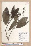 Machilus japonica Siebold et Zucc. var. kusanoi (Hayata) Liao j
