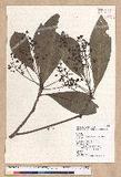 Machilus japonica Siebold et Zucc. var. kusanoi (Hayata) Liao j