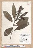 Machilus japonica Siebold et Zucc. var. kusanoi (Hayata) Liao j