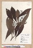 Machilus japonica Siebold et Zucc. var. kusanoi (Hayata) Liao j