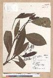 Machilus japonica Siebold et Zucc. var. kusanoi (Hayata) Liao j