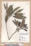 Machilus japonica Siebold et Zucc. var. kusanoi (Hayata) Liao j